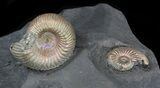 Iridescent Ammonite Fossils Mounted In Shale - x #38219-3